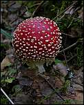 [muscaria-4.jpg]