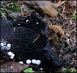 [lycoperdoides-1.jpg]