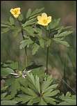 [x_nemorosa_ranunculoides-1.jpg]