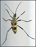 [quadrimaculata-1b.jpg]