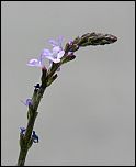 [officinalis-1a.jpg]